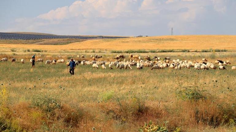 40 koyun hibe desteği aldı 10 yılda 400e çıkardı