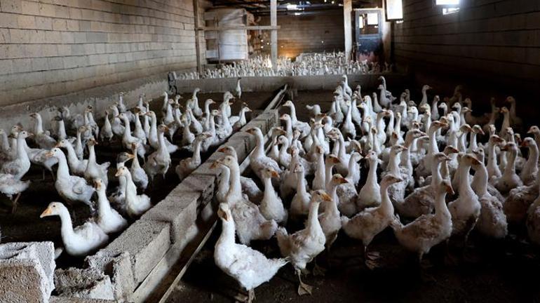 4 kazla başladı, şimdi yılda 800 yavru elde ediyor