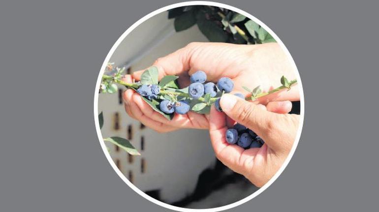 Plazayı bırakıp çiftlik kurdular