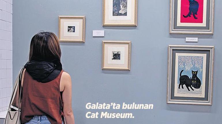 KedİstanbulDa bir gün