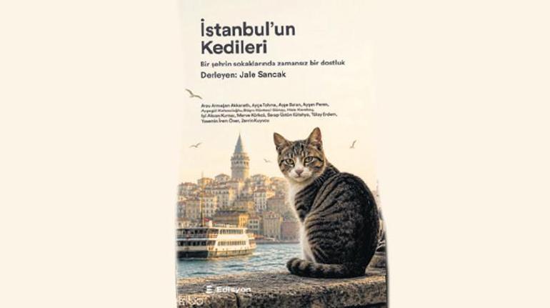 KedİstanbulDa bir gün
