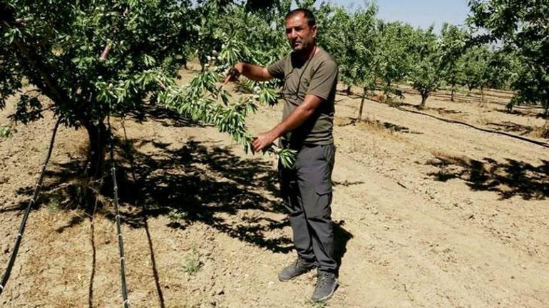Hobi olarak başladığı badem yetiştiriciliğinde 20 bin ağaca ulaştı