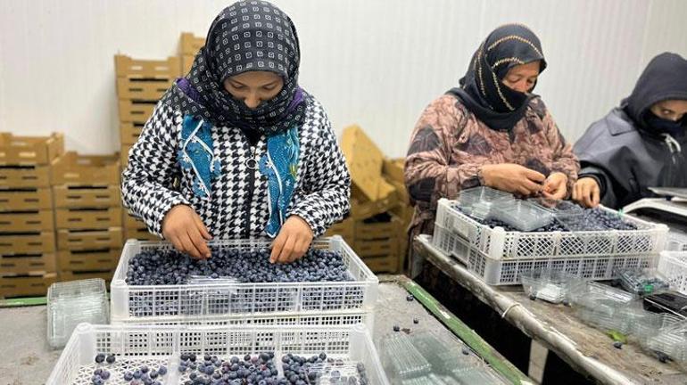 Çinden döndü, ailesinin atıl arazisini ihracat bahçesine dönüştürdü