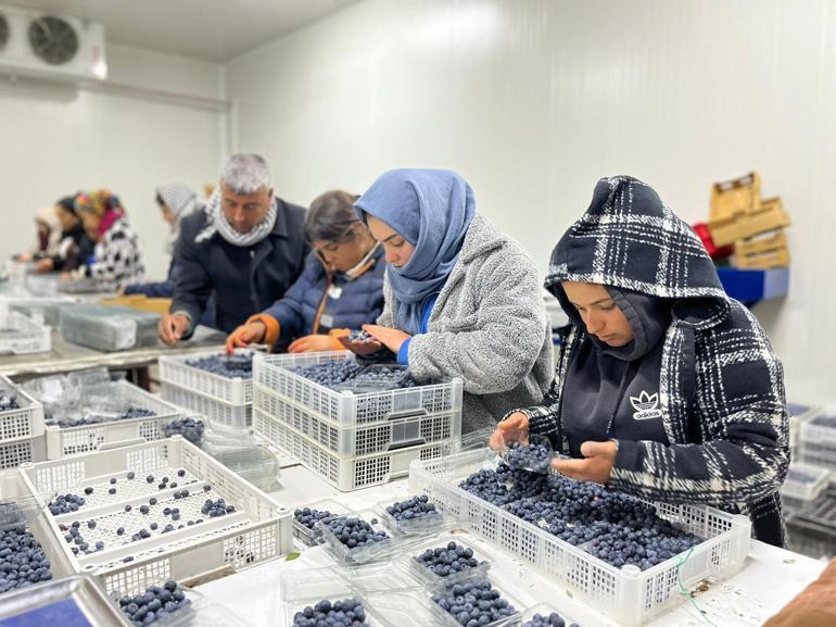 Çinden döndü, ailesinin atıl arazisini ihracat bahçesine dönüştürdü