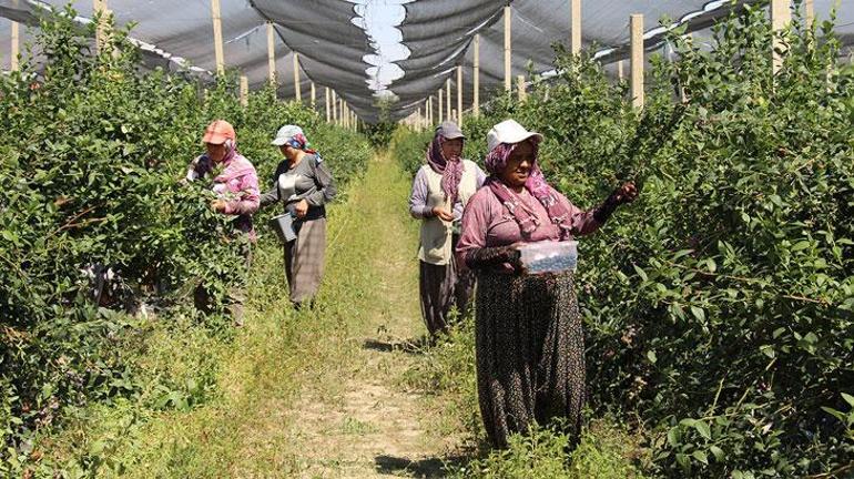 Çinden döndü, ailesinin atıl arazisini ihracat bahçesine dönüştürdü