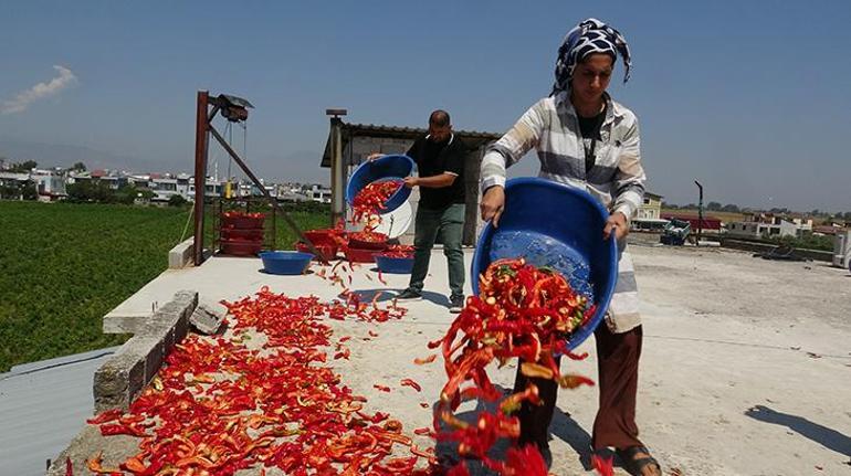Hatayda damlar kırmızıya büründü Kilosu 300 TLden satılıyor
