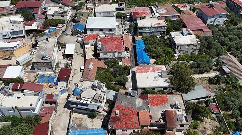 Hatayda damlar kırmızıya büründü Kilosu 300 TLden satılıyor