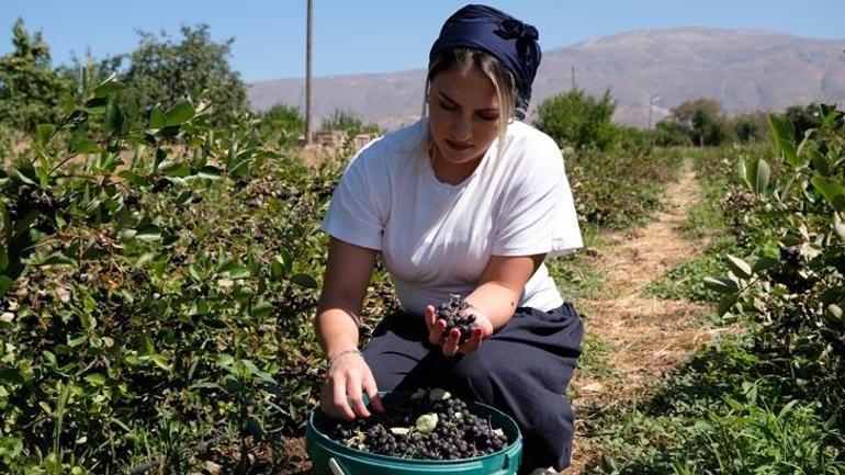 Süper meyve ihya etti 5 yıl önce tesadüfen tattı, şimdi çiftlik sahibi