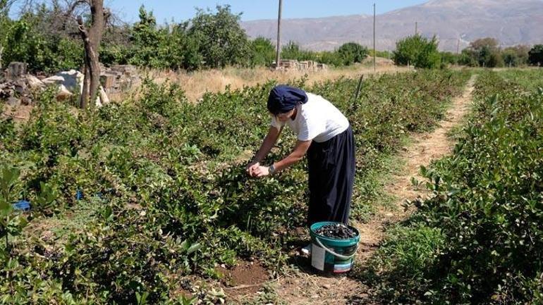 Süper meyve ihya etti 5 yıl önce tesadüfen tattı, şimdi çiftlik sahibi