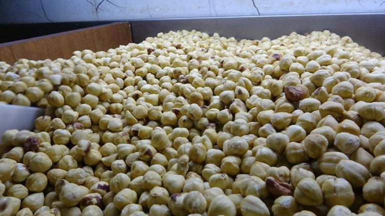 Fındık sezonu bitti hesap değişti Üretici tüccara satmıyor, işleyip kazancını artırıyor: Yüzde 200’e kadar kar