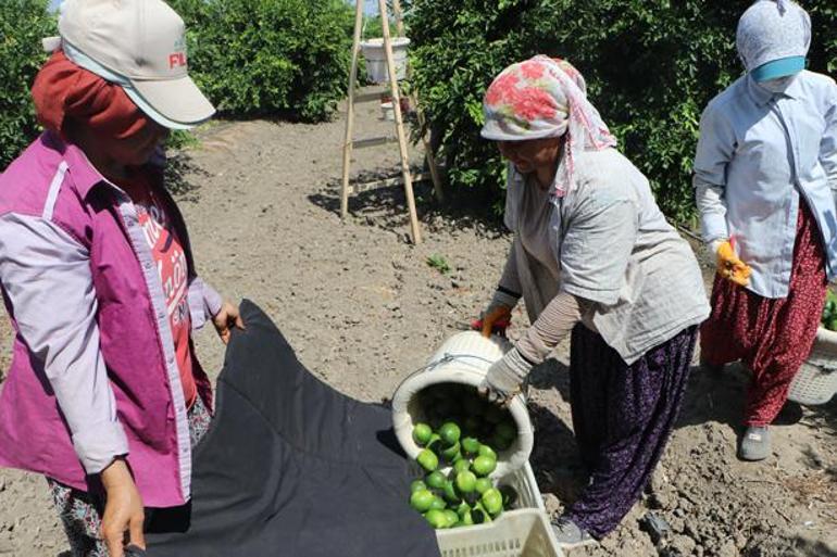 Tarlada 6-7 TL, markette 60-70 TL Tam 10 kat fiyat farkının nedenini açıkladı
