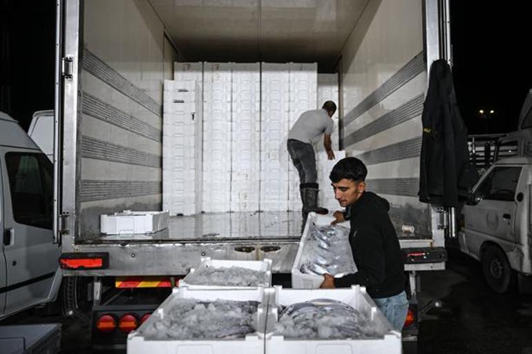 Balık tezgahlarında sezon bereketi Hamsi, palamut ve istavritte fiyatlar şaşırtıyor: 3 yıldır zam yapmadık