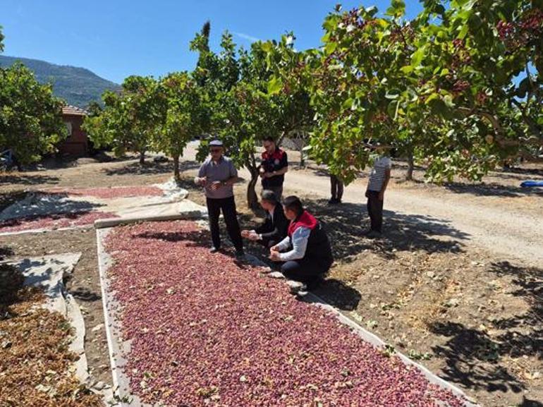 Denizli’de Antep fıstığı hasadı başladı Üreticinin yüzünü güldüren sezon