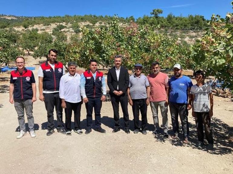 Denizli’de Antep fıstığı hasadı başladı Üreticinin yüzünü güldüren sezon