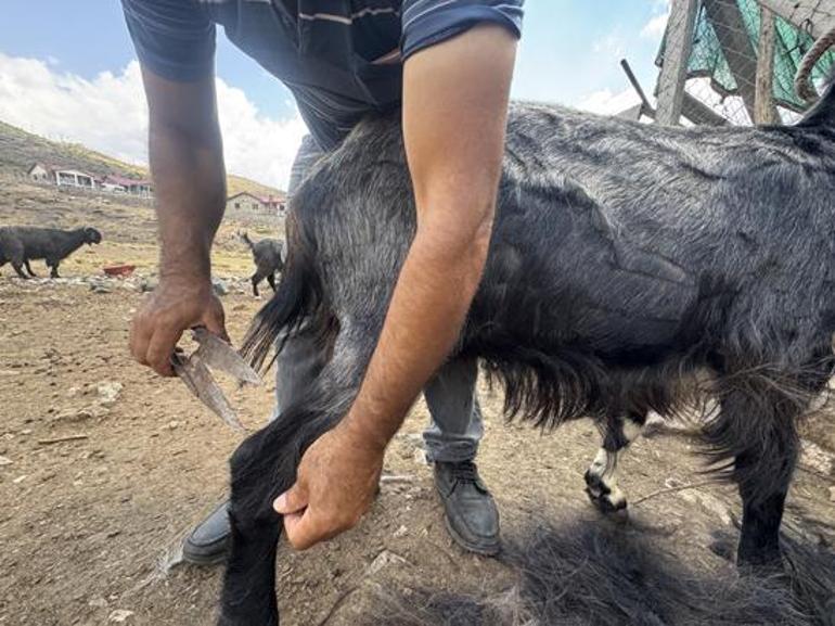 Geçmişte para ediyordu, şimdi çöpe gidiyor Yörüklerin keçi kılı geleneğinde dikkat çeken değişim