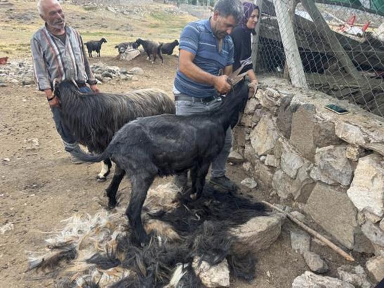 Geçmişte para ediyordu, şimdi çöpe gidiyor Yörüklerin keçi kılı geleneğinde dikkat çeken değişim