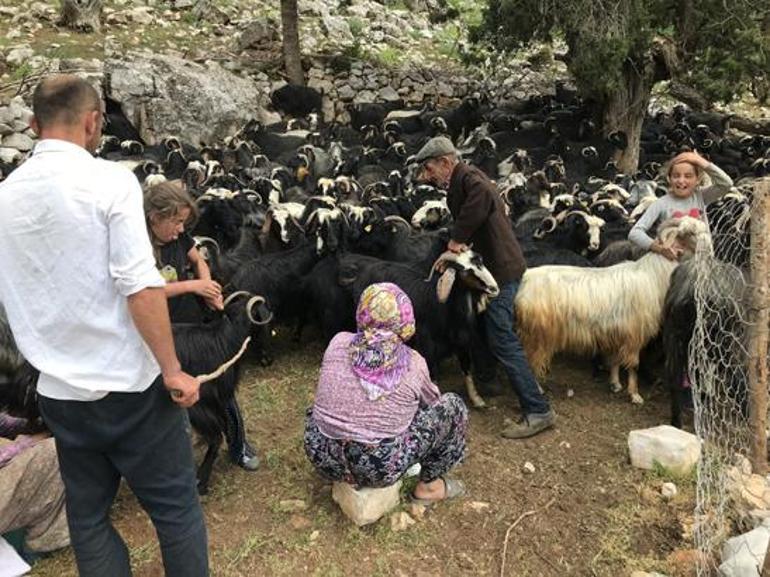 Geçmişte para ediyordu, şimdi çöpe gidiyor Yörüklerin keçi kılı geleneğinde dikkat çeken değişim