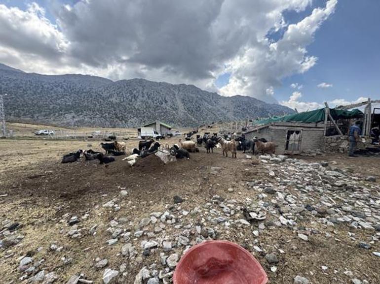 Geçmişte para ediyordu, şimdi çöpe gidiyor Yörüklerin keçi kılı geleneğinde dikkat çeken değişim