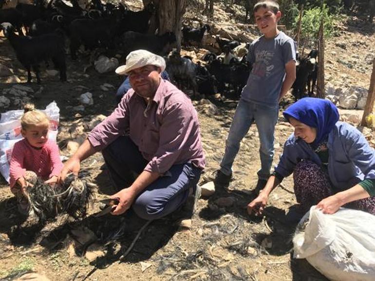 Geçmişte para ediyordu, şimdi çöpe gidiyor Yörüklerin keçi kılı geleneğinde dikkat çeken değişim