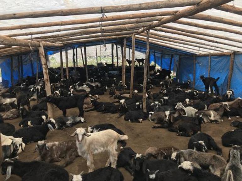 Geçmişte para ediyordu, şimdi çöpe gidiyor Yörüklerin keçi kılı geleneğinde dikkat çeken değişim