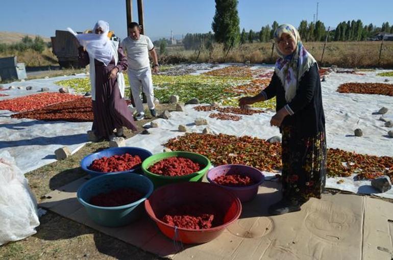 Muş’ta 11 yıllık gelenek Güneşte kurutuyor, Almanya ve Fransa’ya kadar gönderiyorlar