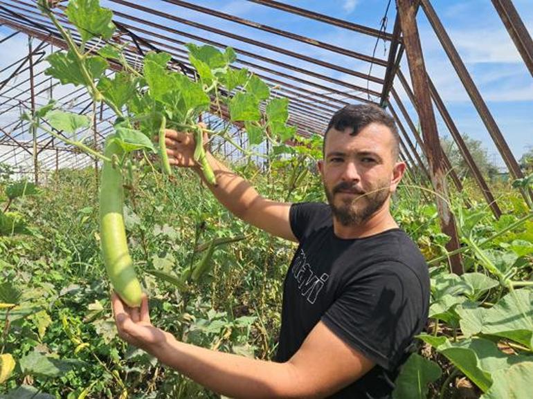 Boyu 1 metreyi geçiyor, sofraya geliyor Antalya’da şaşırtan kabak: 70 liradan alıcı buluyor
