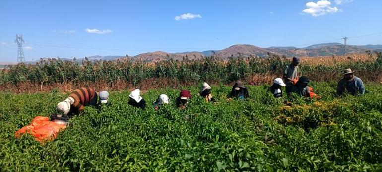 Kırmızı altın için beklenen gün geldi Gaziantep’te hasat başladı, 8 bin işçi tarlalara indi