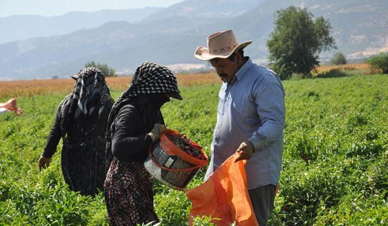 Kırmızı altın için beklenen gün geldi Gaziantep’te hasat başladı, 8 bin işçi tarlalara indi
