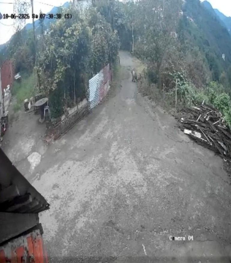 Sabah işe giden kadının karşısına ayı çıktı
