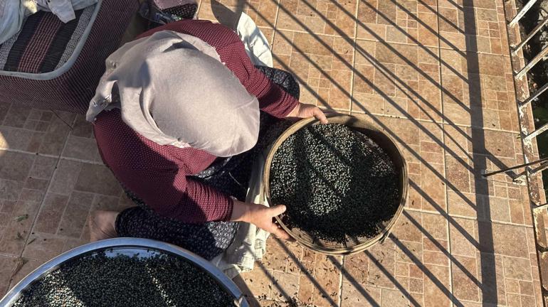 Dağdan topluyorlar, kilosunu 300, yağını 1200 liraya satıyorlar Posası bile para ediyor