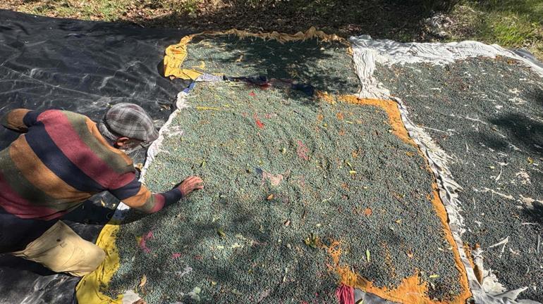 Dağdan topluyorlar, kilosunu 300, yağını 1200 liraya satıyorlar Posası bile para ediyor