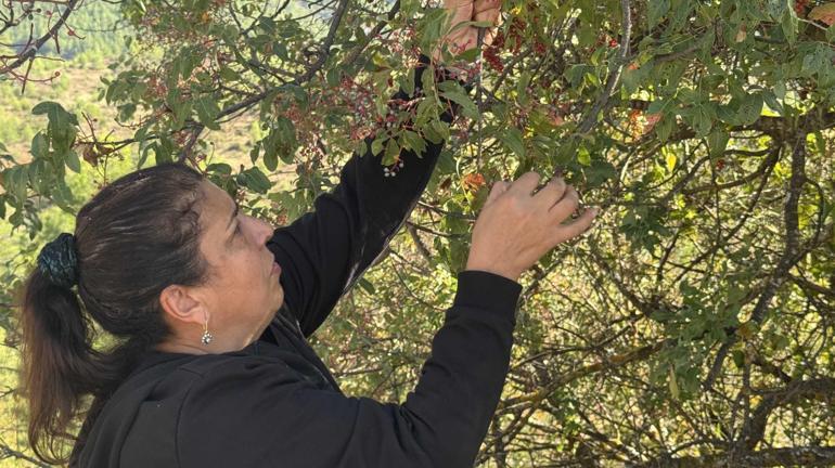 Dağdan topluyorlar, kilosunu 300, yağını 1200 liraya satıyorlar Posası bile para ediyor