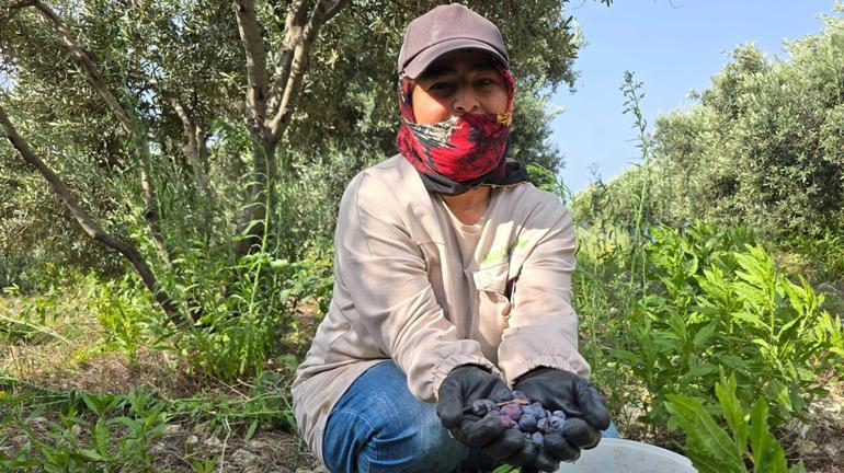 Yağmur suyuyla yetişiyor, kilosu 150 TLye satılıyor