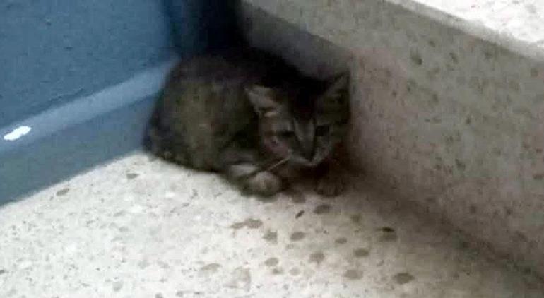 Antalya'da acı olay! 40 yaşındaki kadın hayatını kaybetti, evinden 20 kedi çıktı