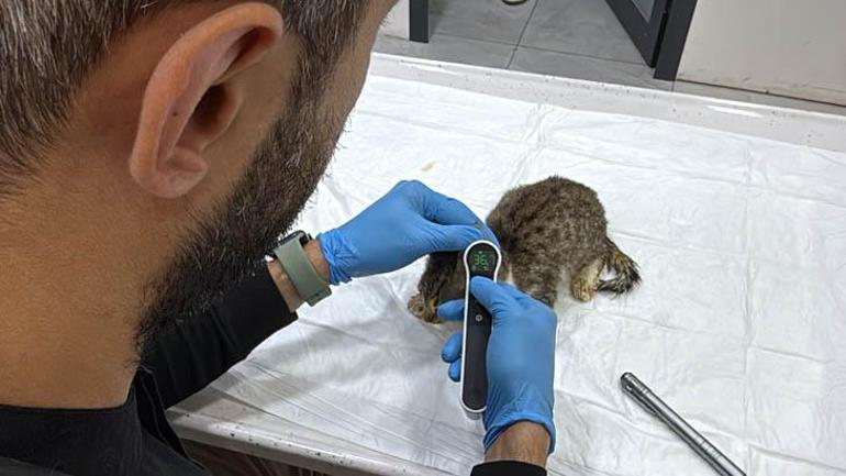 Tokat’ta 5 bin kişiyi hastanelik eden salgında evcil hayvan detayı Bu belirtilere dikkat