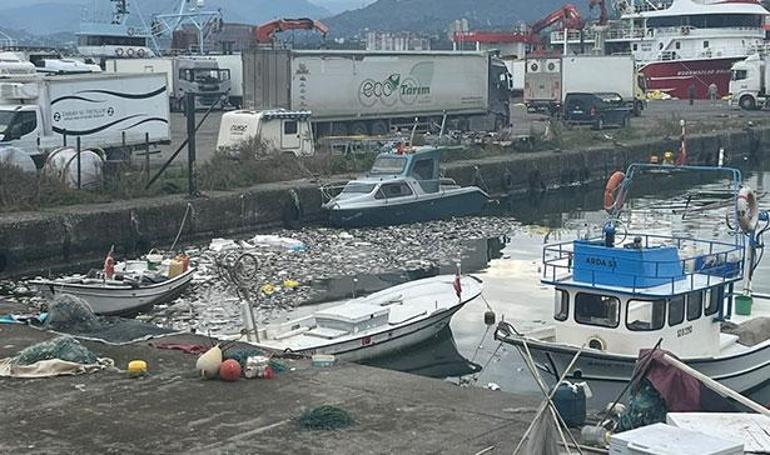 Palamut skandalı Vatandaşlar isyan etti: Kokudan evde yatamıyoruz