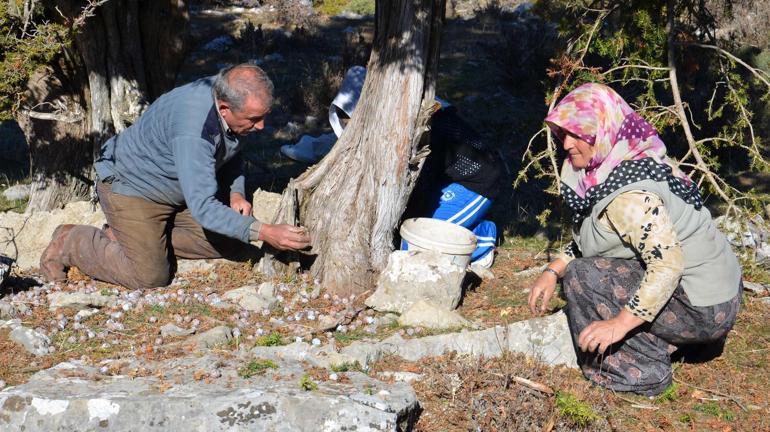 Dağdan toplanıyor, kilosu 500 liradan satılıyor