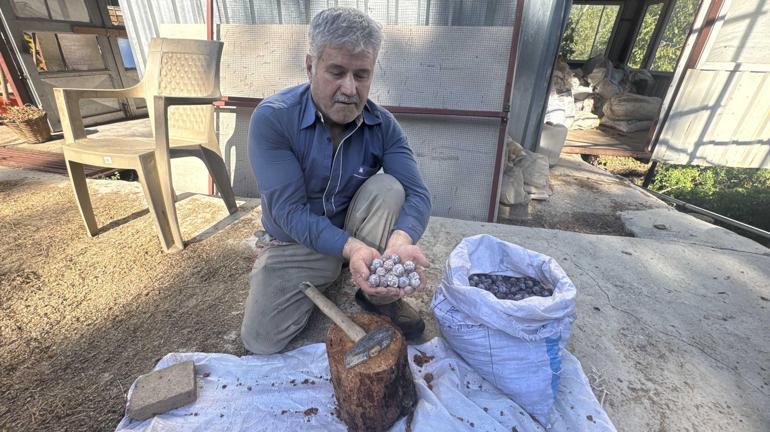 Dağdan toplanıyor, kilosu 500 liradan satılıyor