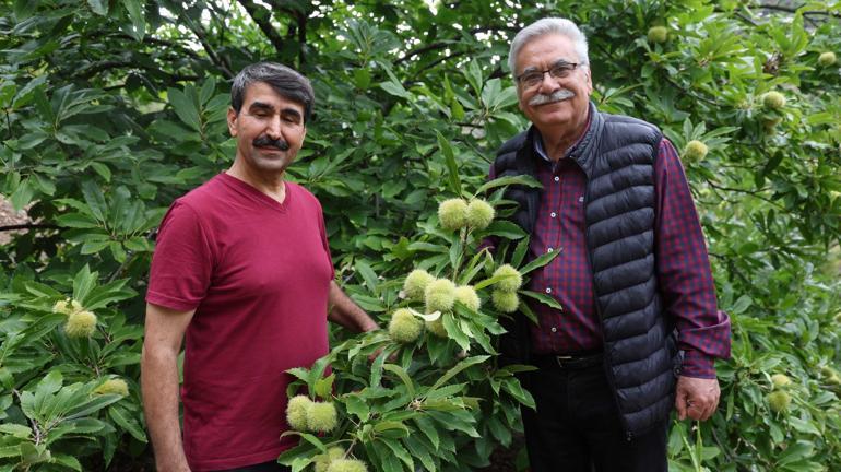 Adanada 1200 rakımda yetiştirdi Şimdi diğer çiftçiler de gözünü bu ürüne çevirdi