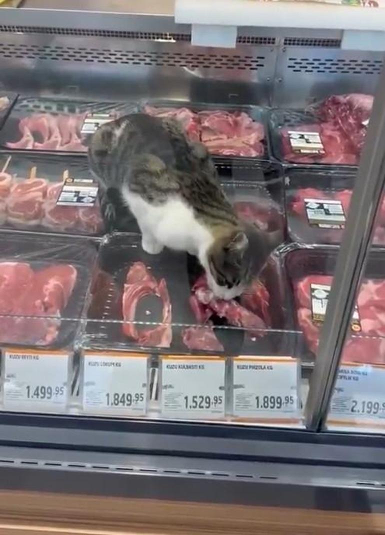 Kasap reyonunda et yiyen kedi Zincir markete hijyen cezası