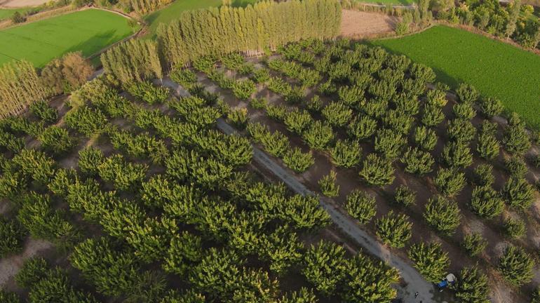 Çorak arazide tarım yaptı 60 ton ürün elde ediyor: Ağaç sayısı gittikçe artıyor