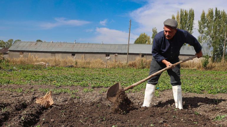 200 metrekarede başladı, 2 dönüme çıktı 15 günde üretiliyor: Kilosu 950 bin lira