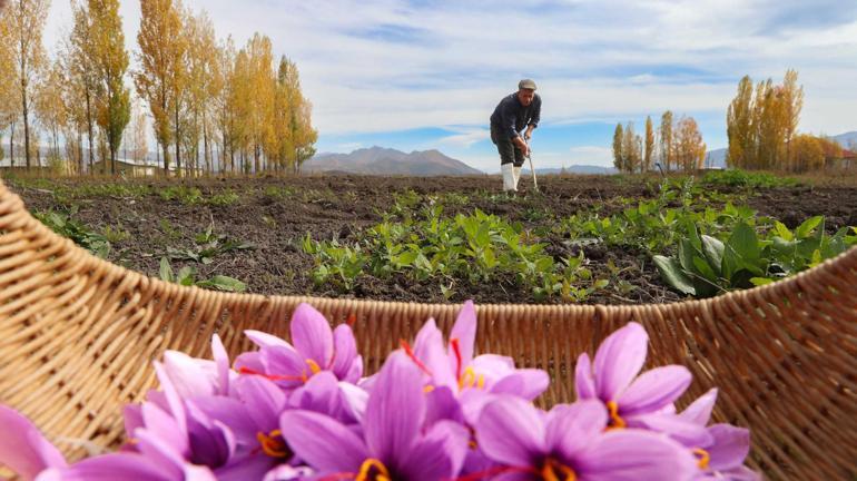 200 metrekarede başladı, 2 dönüme çıktı 15 günde üretiliyor: Kilosu 950 bin lira