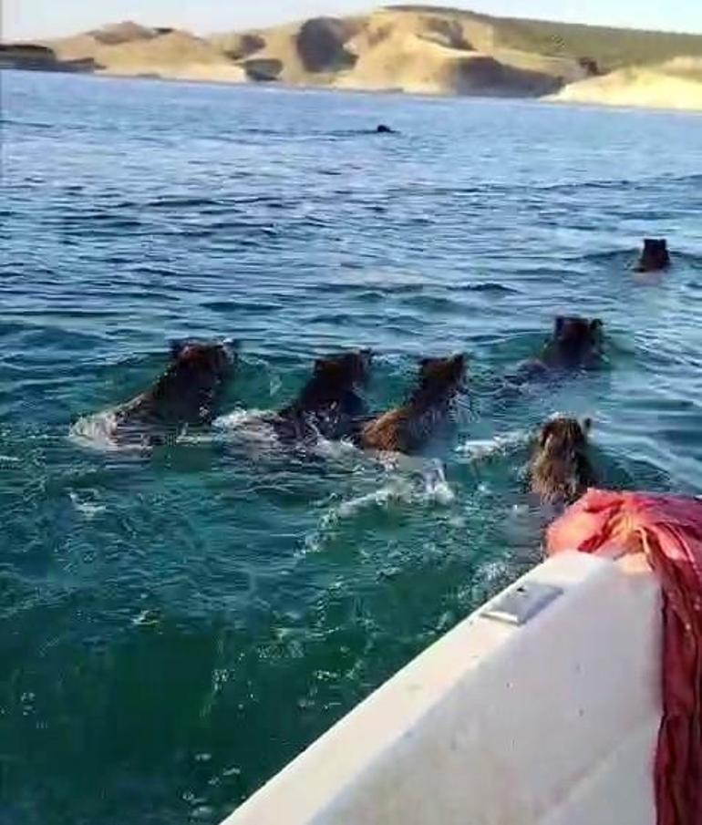 Atatürk Barajında sıra dışı karşılaşma: Suda bile yakalayamayız