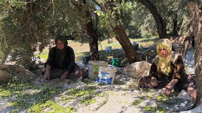 10dan fazla çeşidi var Kilosu 400 TL: Her yerden talep var, çok mutluyuz