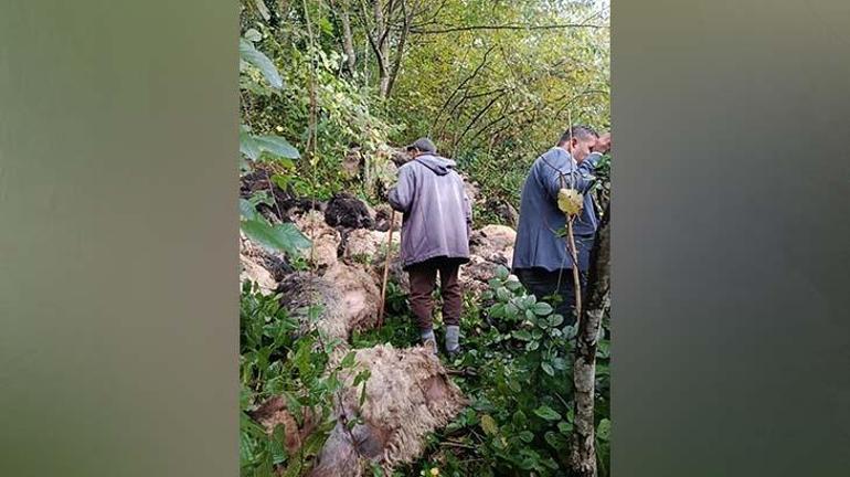 Trabzon Maçkada ayı saldırısı Uçuruma düşen onlarca koyun telef oldu