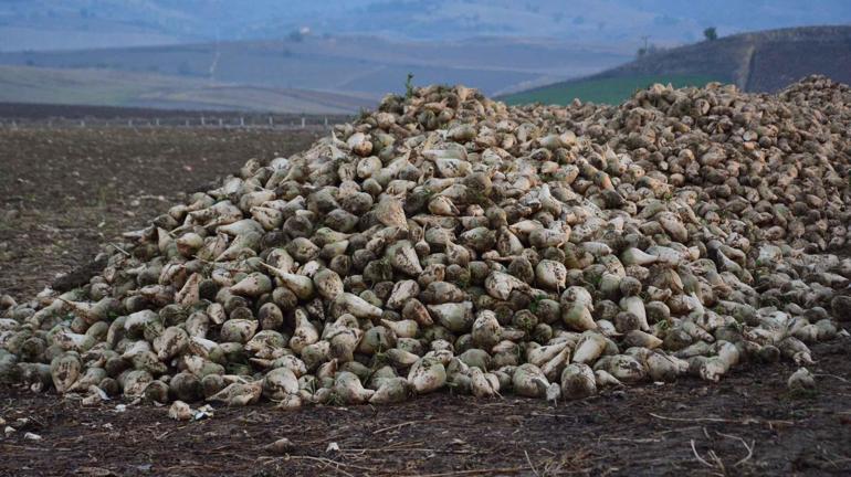 Dönüm başına 60 bin lira kâr kalıyor “15 ton üretiyoruz, 4 tonu giderleri karşılıyor”
