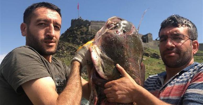 Karsta iki kardeş dev yayın balığı yakaladı