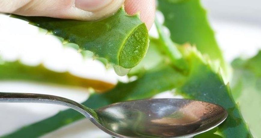 Aloe Vera Faydalar Nelerdir? Aloe Vera Bitkisinin Ve ieinin Cilde  Yararlar Nelerdir?
