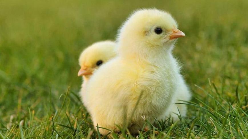 Civcivden Tavuk Mu Horoz Mu Olduğu ...